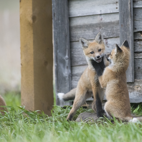 Fox family play fight