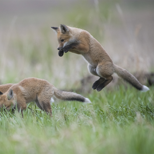 Fox family practice pounce