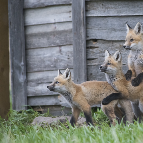 Fox family on the look out