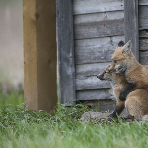 Fox family ear chew