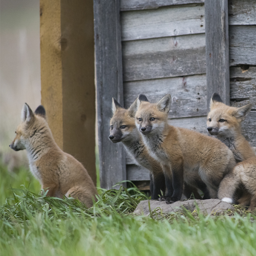 Fox family all five together