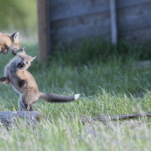 Fox family practicing