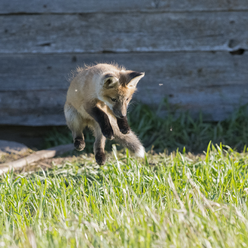 Fox cub trying to catch bees