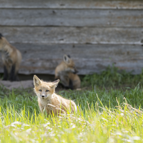 Fox cubs