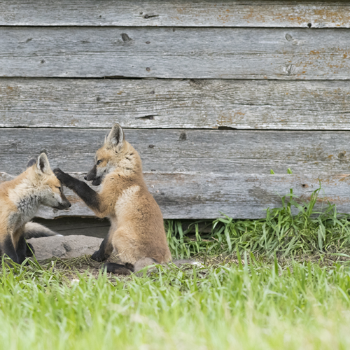 Fox cubs