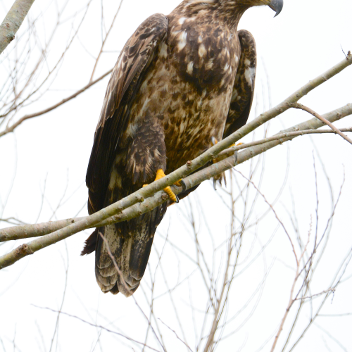 Immature Bald Eagle