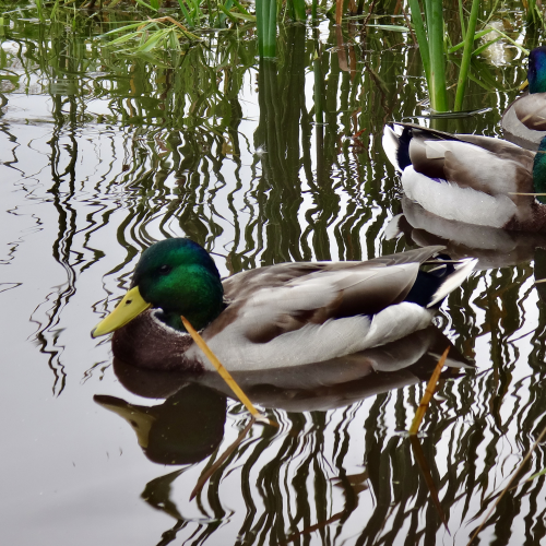 Relaxing in the Rushes