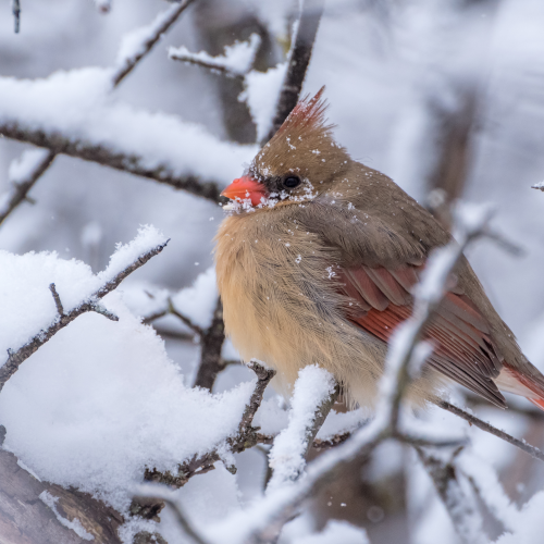 Female Northern Cardinal