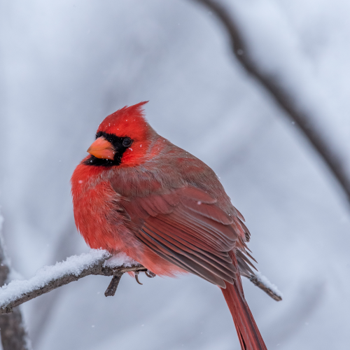 Male Northern Cardinal