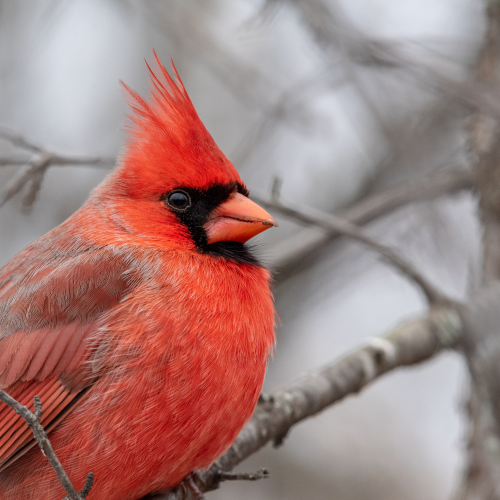 Male Northern Cardinal