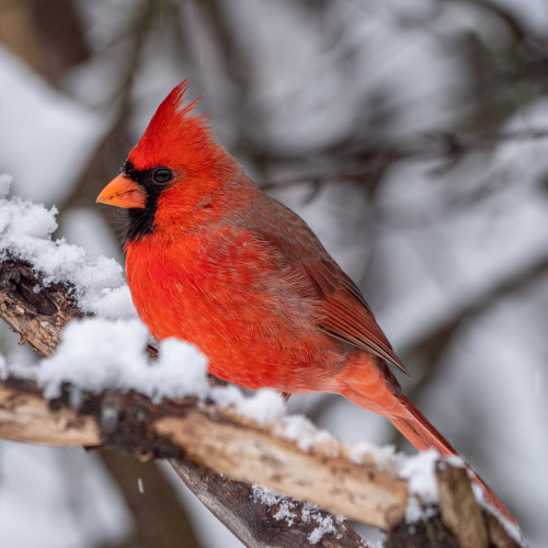 Male Northern Cardinal