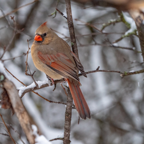 Female Northern Cardinal