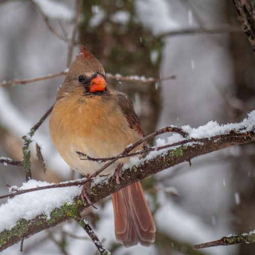 Female Northern Cardinal