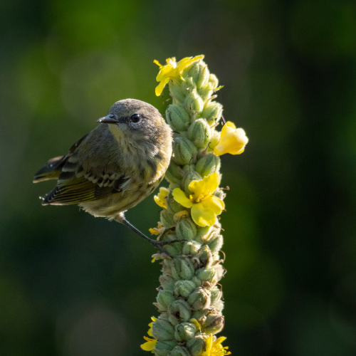 Cape may warbler