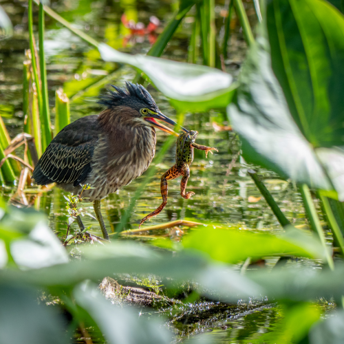 Green heron