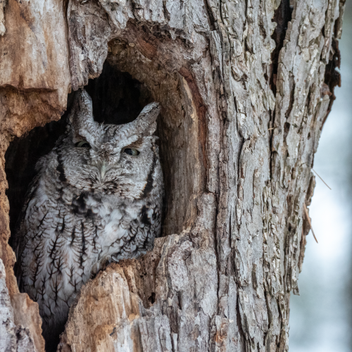 Eastern Screech Owl