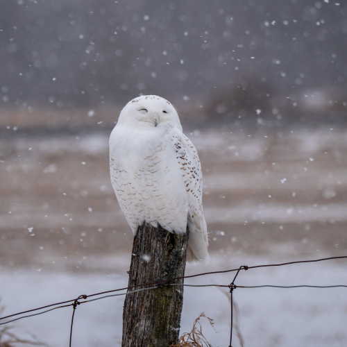 Snowy Owl