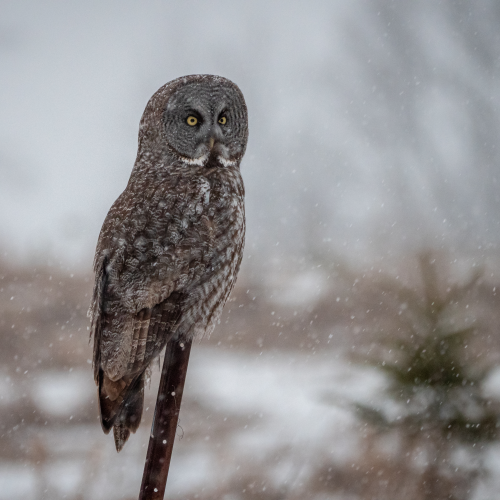 Great Grey Owl