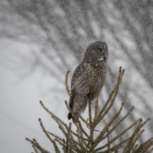 Great Grey Owl