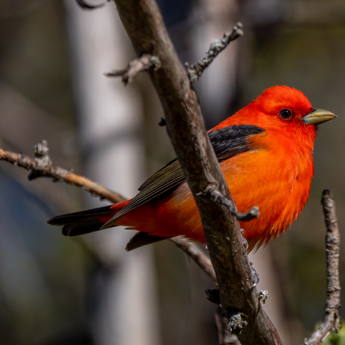 Scarlet Tanager