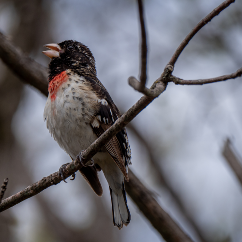 Rose-breasted Grosbeak