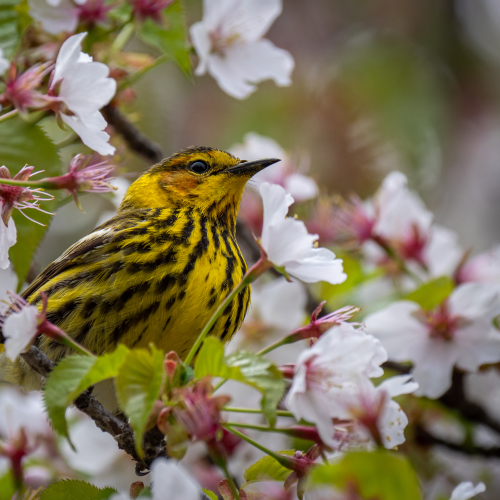 Cape May Warbler