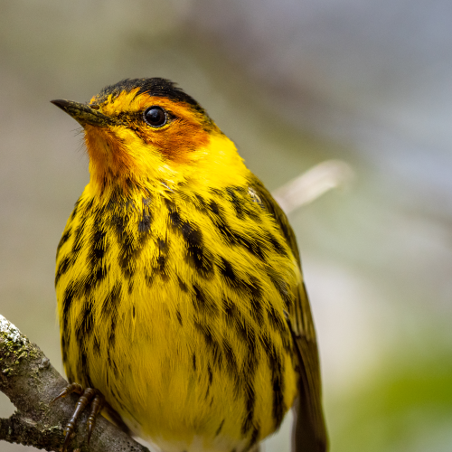 Cape May Warbler