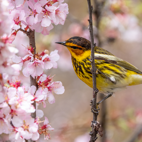 Cape May Warbler