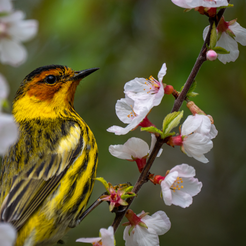 Cape May Warbler