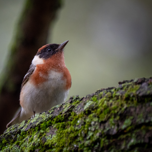 Bay-breasted Warbler