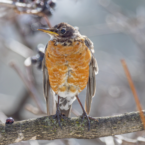 American Robin