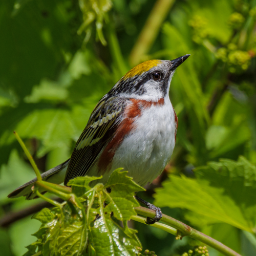 Chestnut-sided Warbler