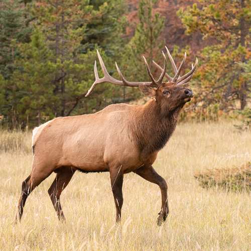 Autumn Strut
