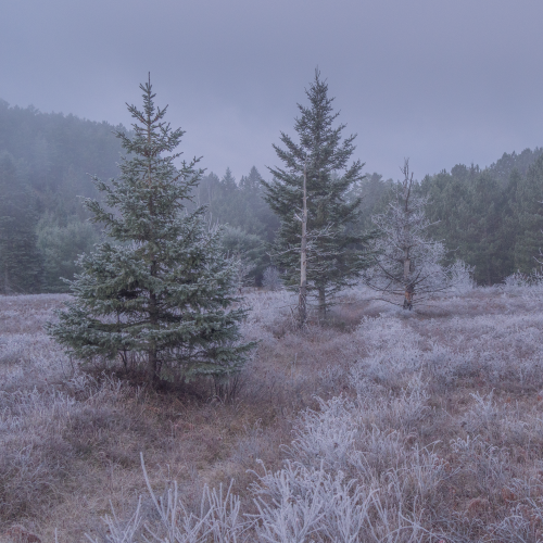 Frost