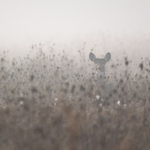 Misty Meadow Deer