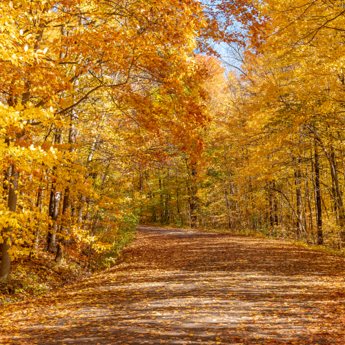 The quiet road to the local water reservoir