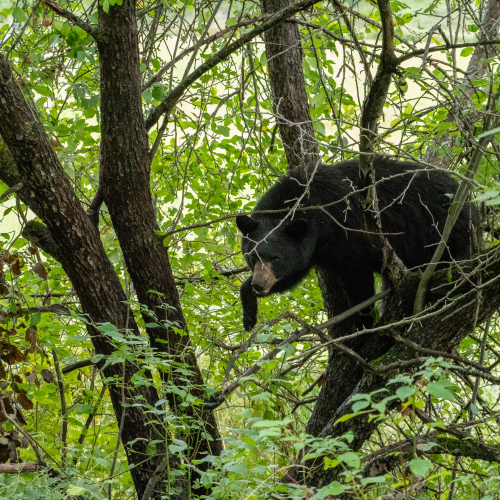 Black bear