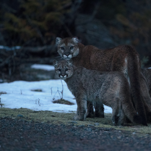 Wild Mountain Lion Family