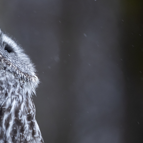 Great Grey Owl 2