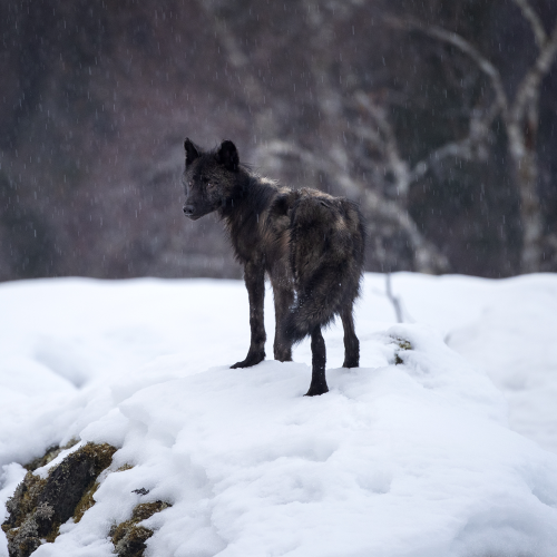 Black Wolf