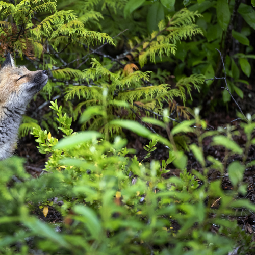 Red Fox Kit