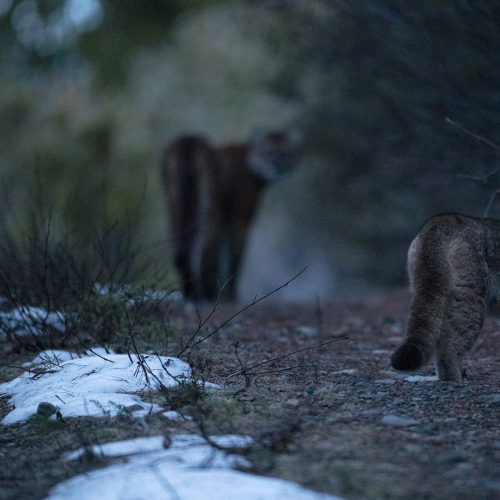 Mountain Lion Cub