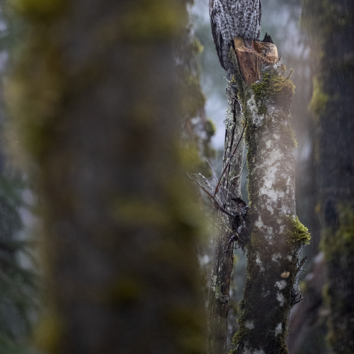 Great Grey Owl 3