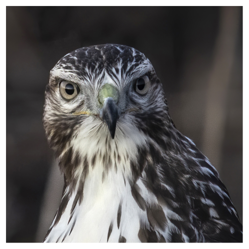 Are you looking at me?