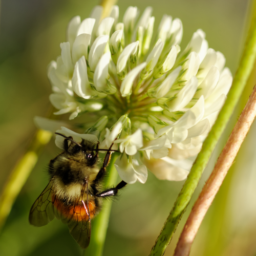 Hunt's Bumble Bee on Clover