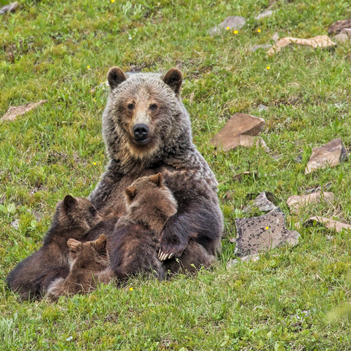 Grizzly bear nursing cubs