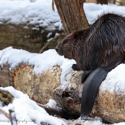 Beaver taking a break