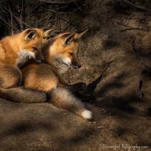 Fox kits waiting for a parent to bring food
