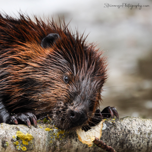 Busy beaver