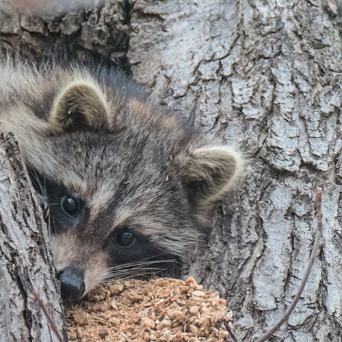 Peekaboo
